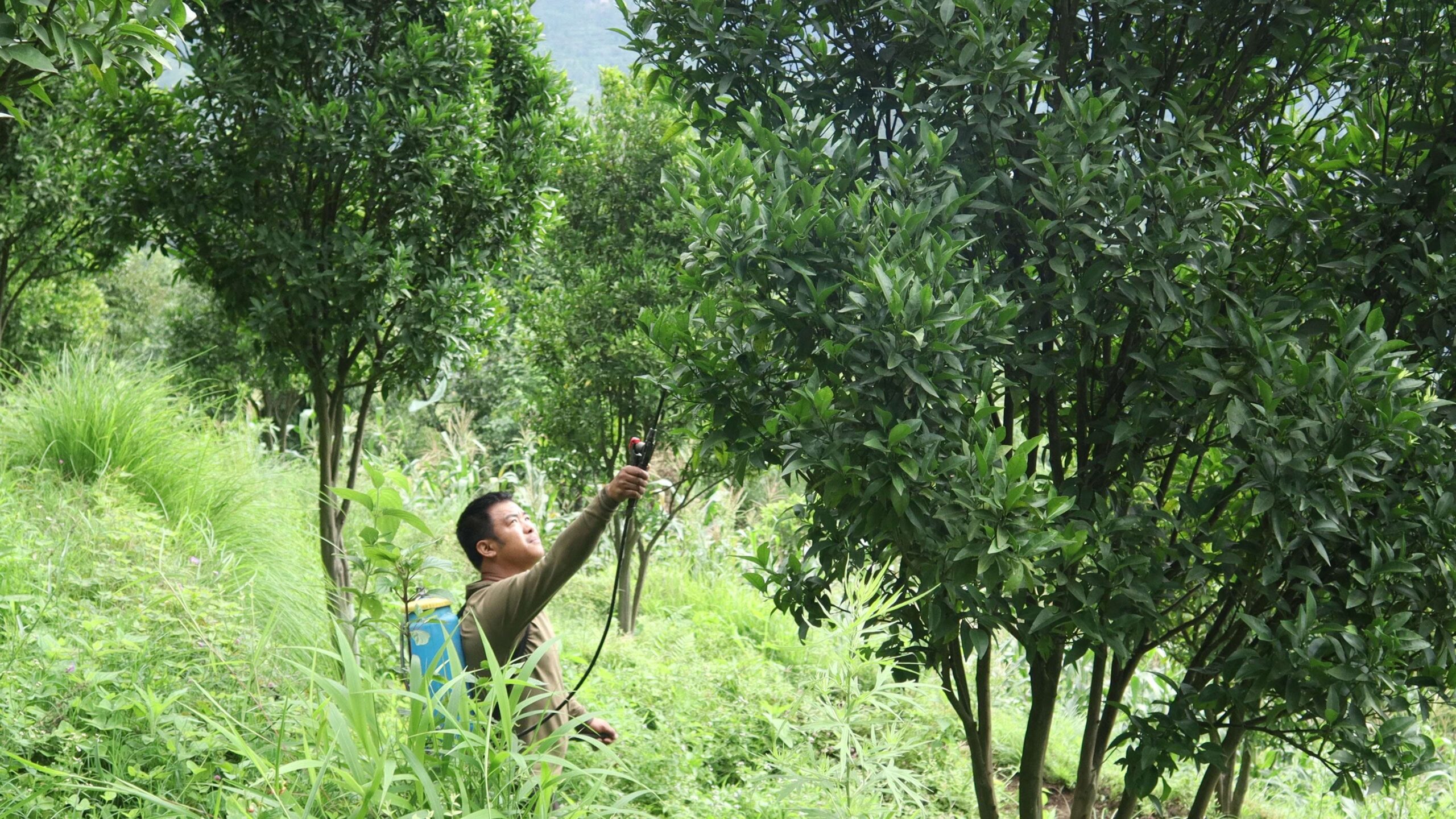 अन्नबाली छोडेर फलफूल खेतीमा ओखलढुंगाका किसान